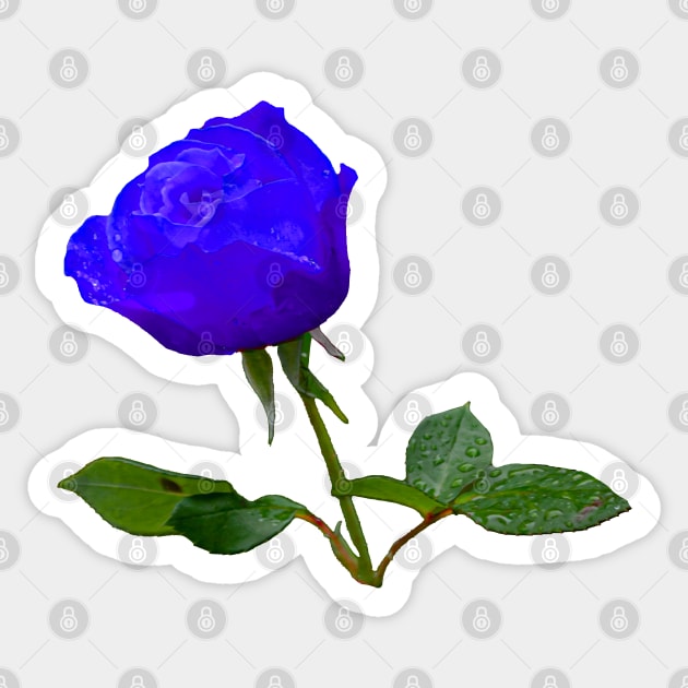 Blue Rose Sticker by dalyndigaital2@gmail.com